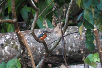 カワセミ Sungei Buloh Wetland Reserve 2023年3月16日(木)