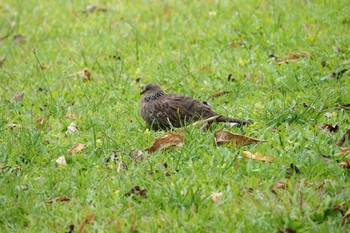 Spotted Dove Gardens by the Bay (Singapore) Wed, 3/15/2023