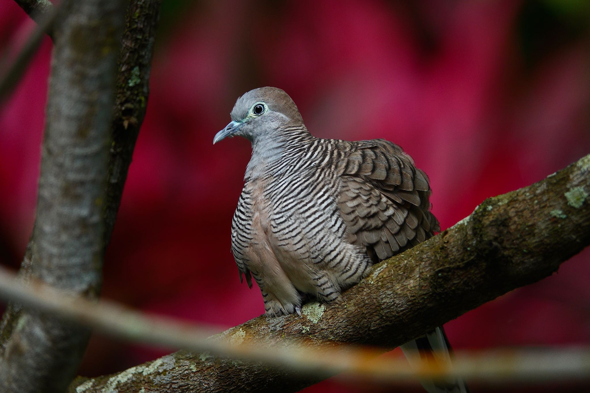 Photo of Zebra Dove at Gardens by the Bay (Singapore) by のどか
