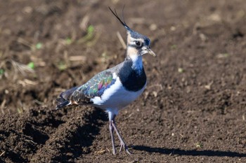 Northern Lapwing 平塚田んぼ Sun, 11/19/2023