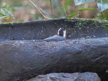 2023年11月22日(水) 名古屋平和公園の野鳥観察記録