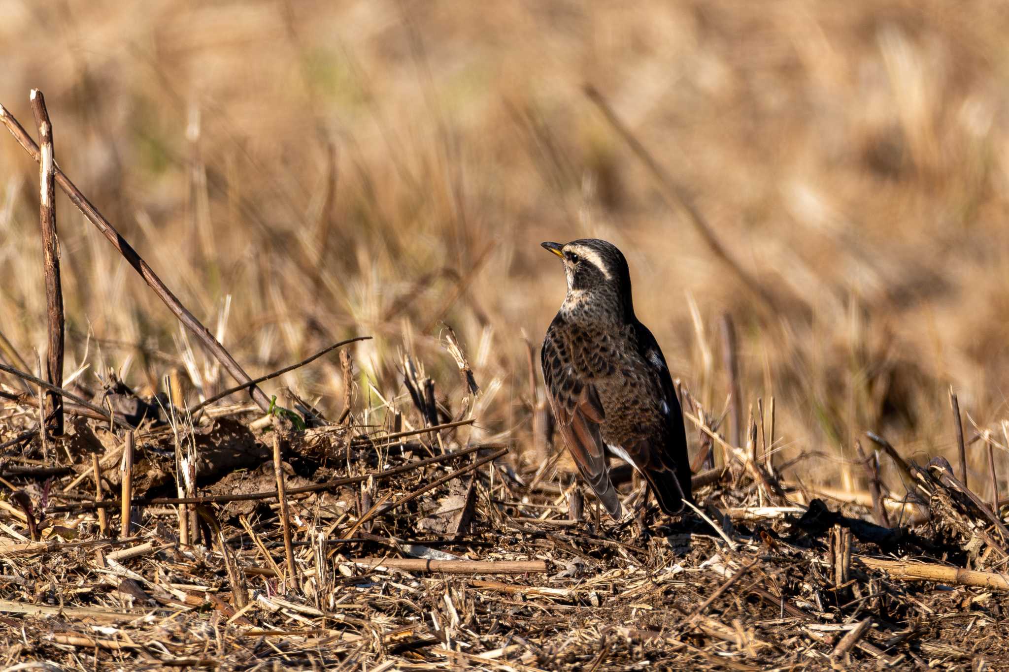 Dusky Thrush