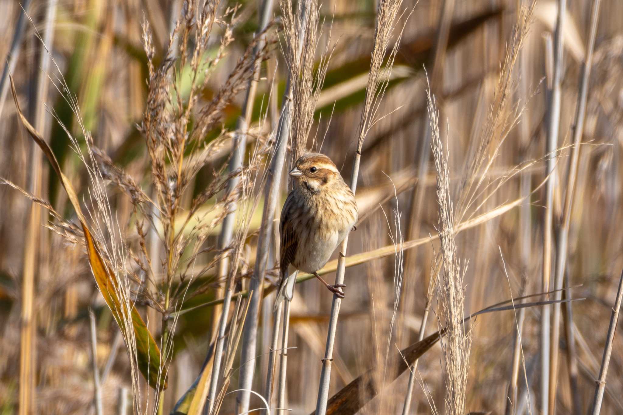 Common Reed Bunting