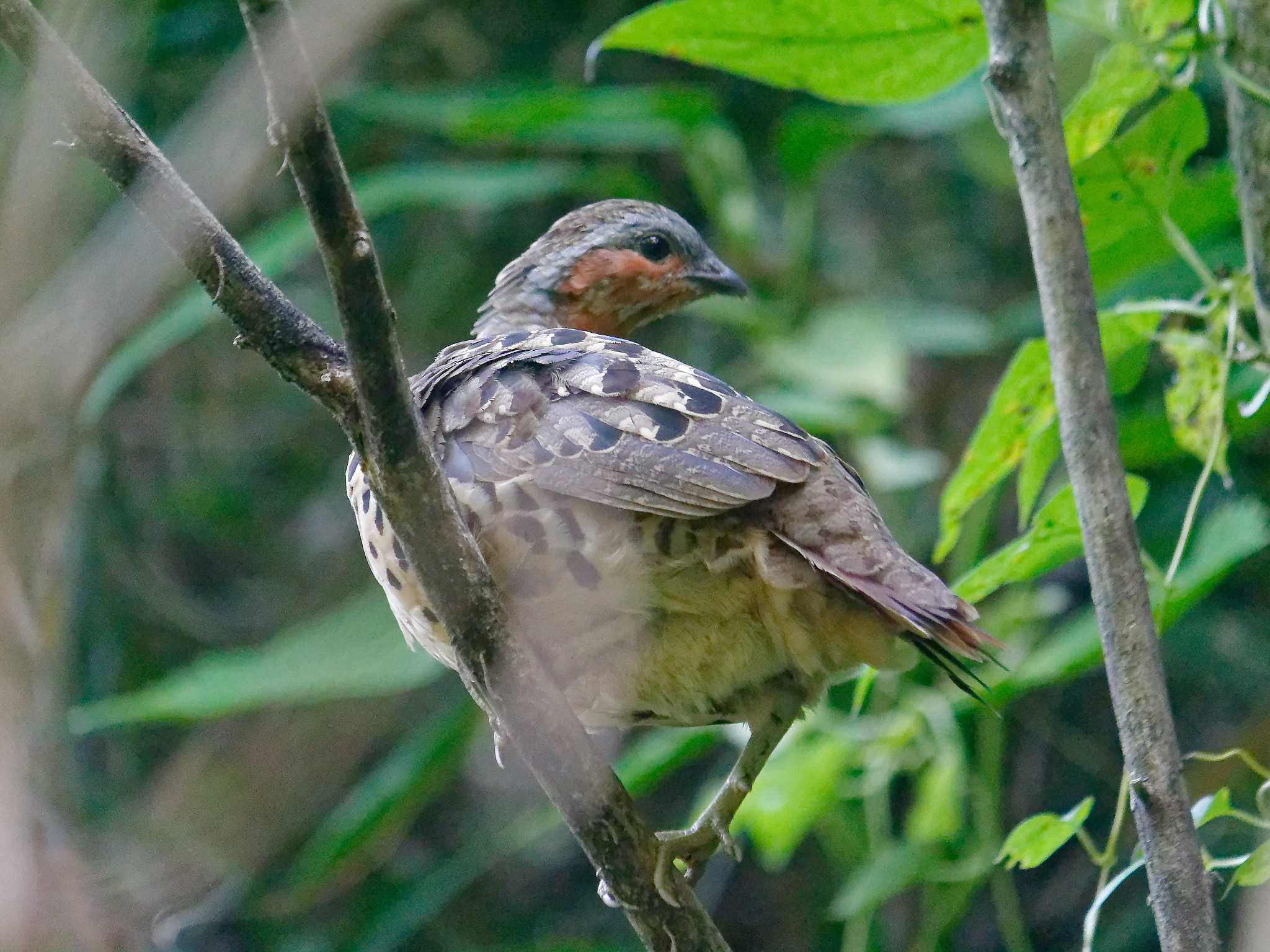 Chinese Bamboo Partridge