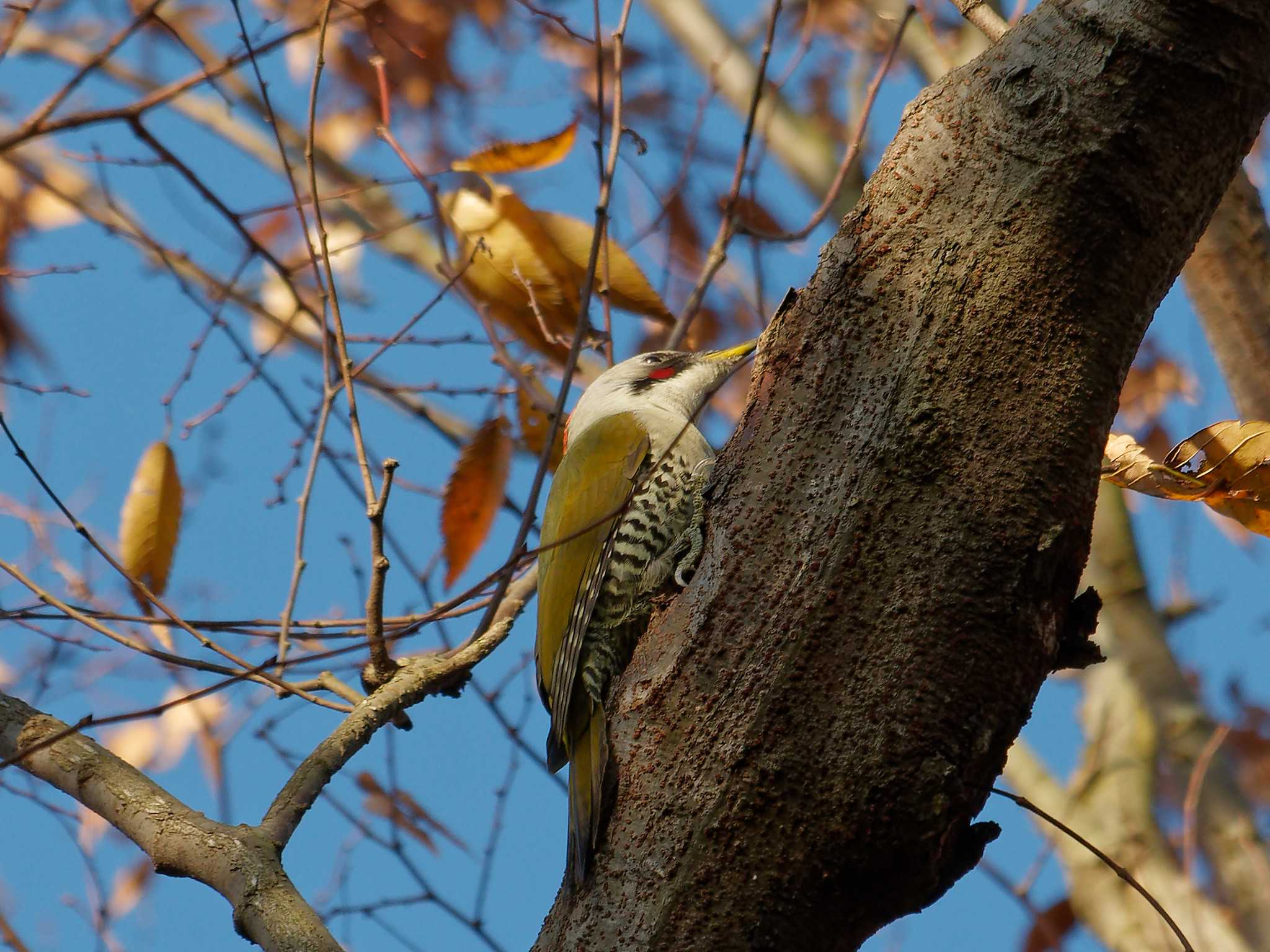 Photo of Japanese Green Woodpecker at 横浜市立金沢自然公園 by しおまつ