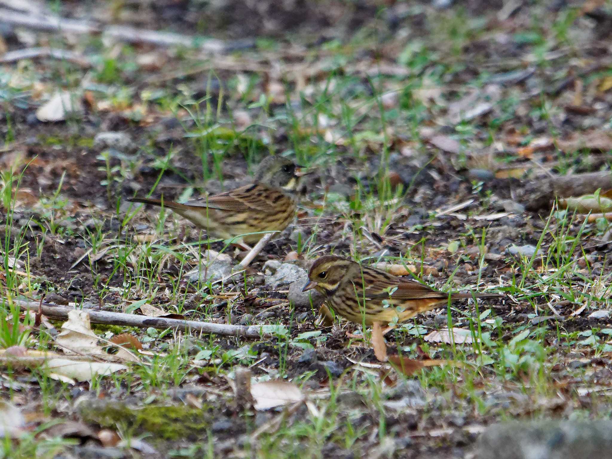 Masked Bunting