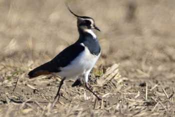 Northern Lapwing Nabeta Reclaimed land Wed, 11/22/2023