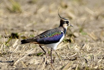 Northern Lapwing Nabeta Reclaimed land Wed, 11/22/2023