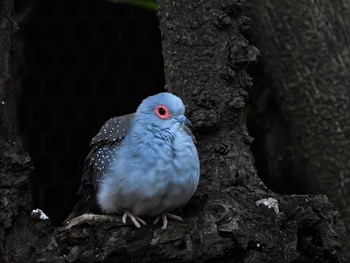 ウスユキバト 麻溝公園ふれあい動物広場 2023年11月22日(水)