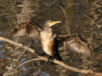 カワウ 西岡公園(西岡水源地) 2023年11月22日(水)