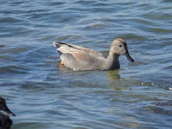 Gadwall 習志野親水護岸 Wed, 11/22/2023