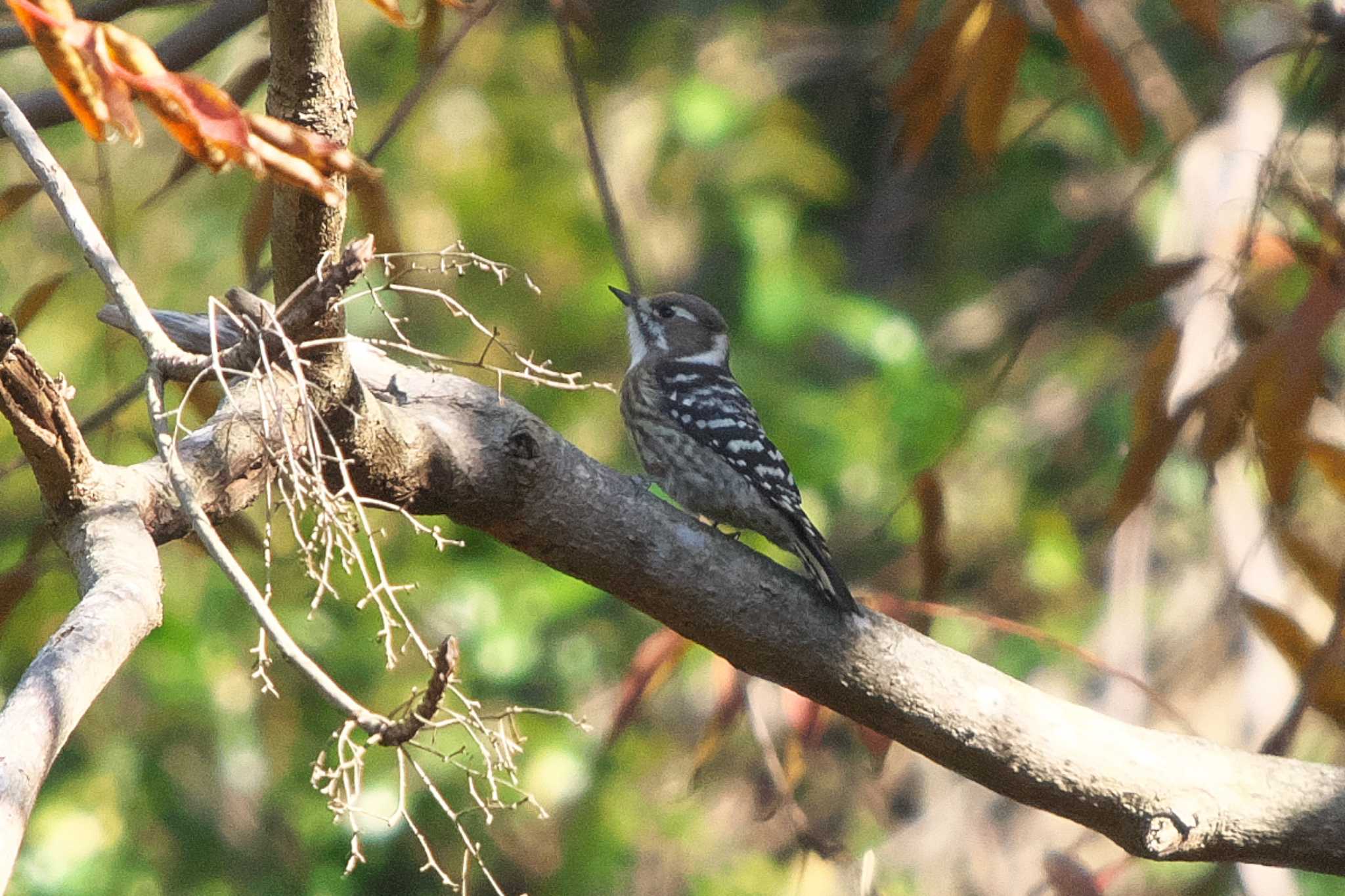 Japanese Pygmy Woodpecker