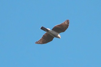 Wed, 11/22/2023 Birding report at 池子の森自然公園