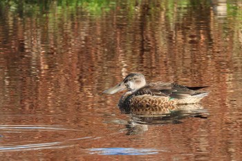 Northern Shoveler 酒匂川河口 Tue, 11/21/2023