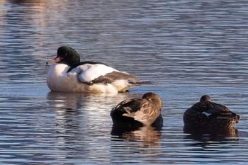 Common Merganser 酒匂川河口 Tue, 11/21/2023