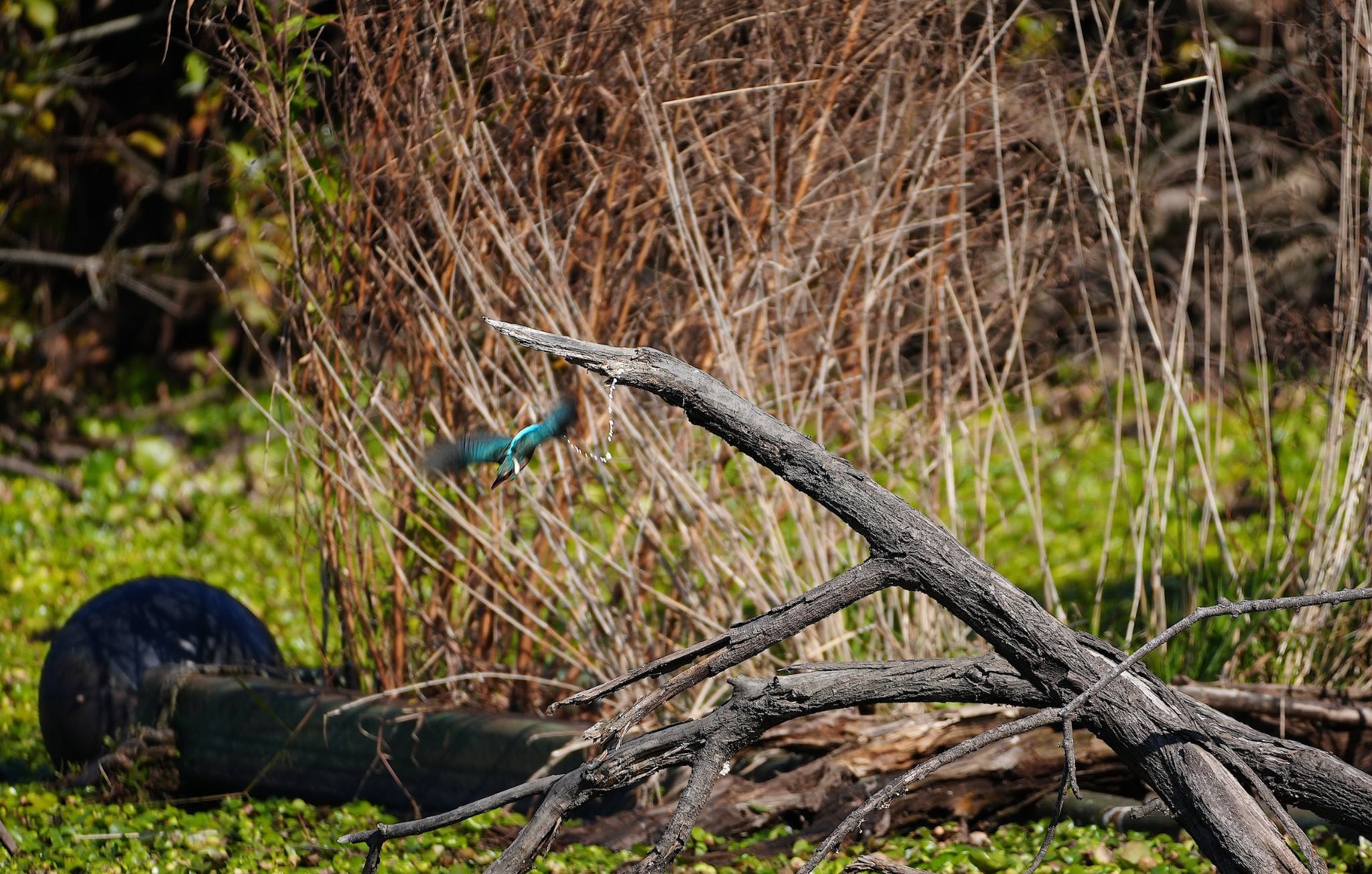 Common Kingfisher