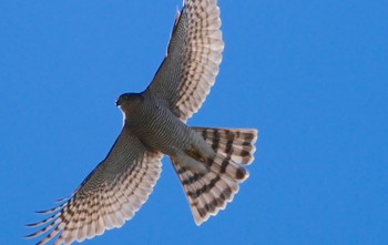 Wed, 11/22/2023 Birding report at 恩智川治水緑地