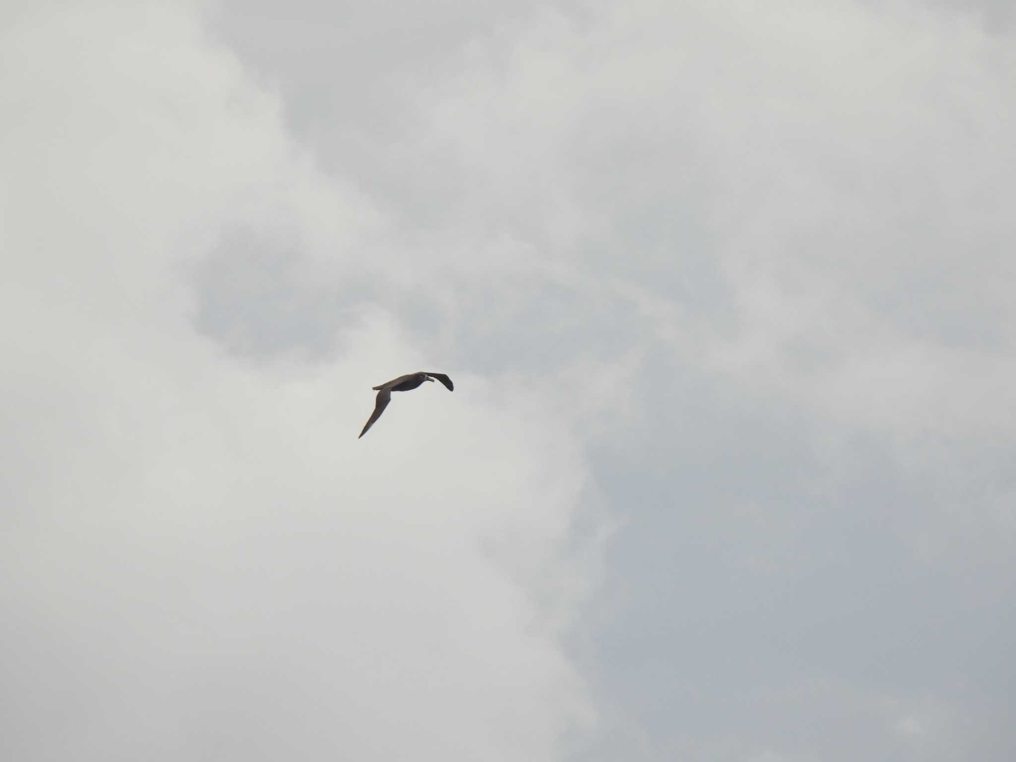 Black-footed Albatross