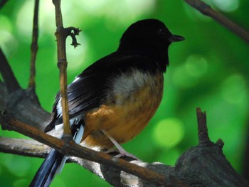 White-rumped Shama 台湾 Wed, 9/27/2023