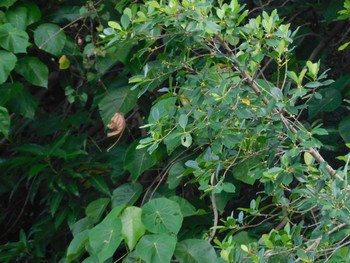 Swinhoe's White-eye 台湾 Wed, 9/27/2023