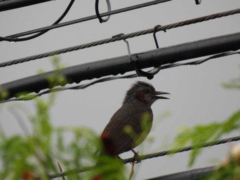 Brown-eared Bulbul(stejnegeri) Iriomote Island(Iriomotejima) Sun, 10/16/2022