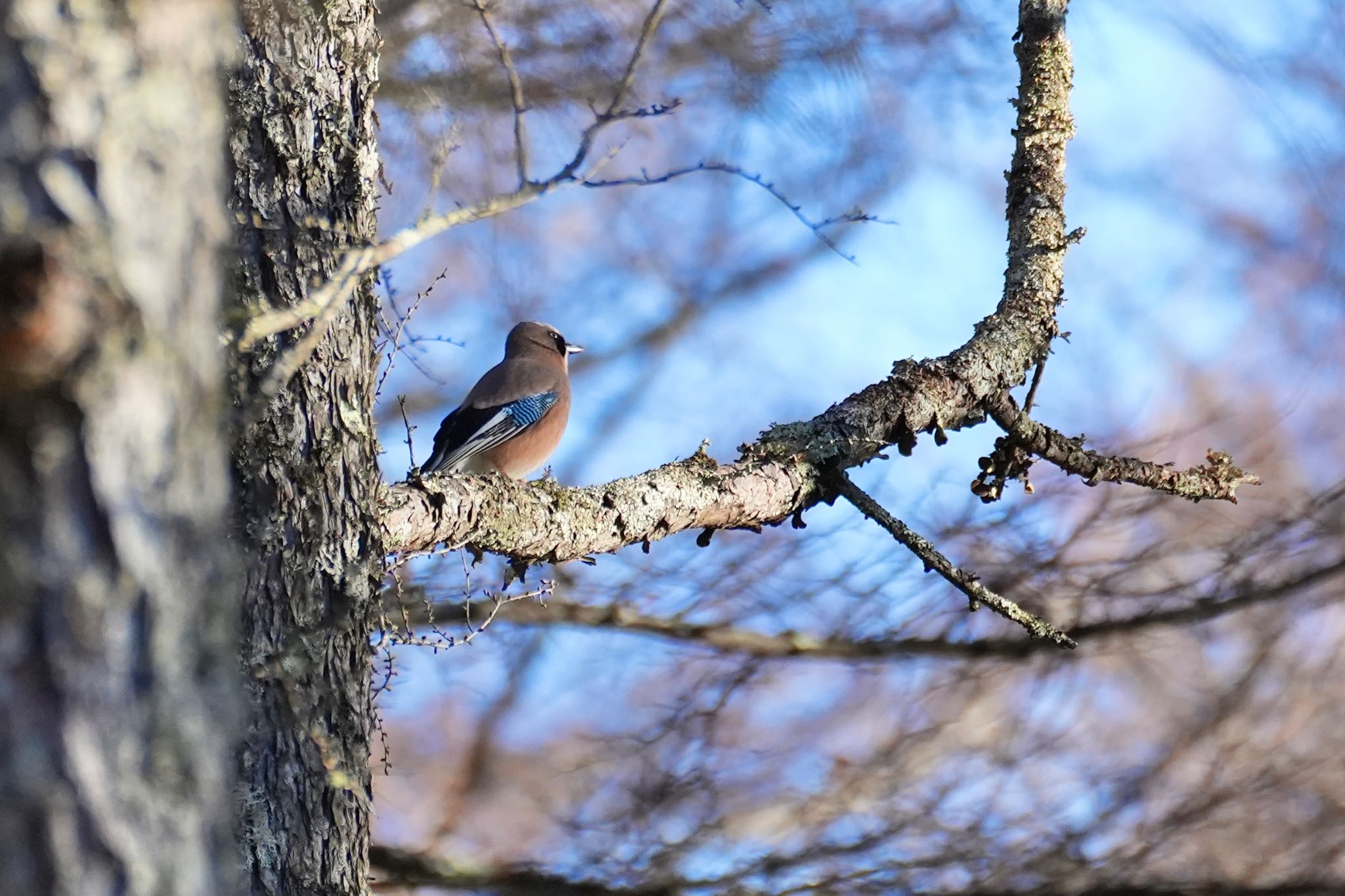 Eurasian Jay