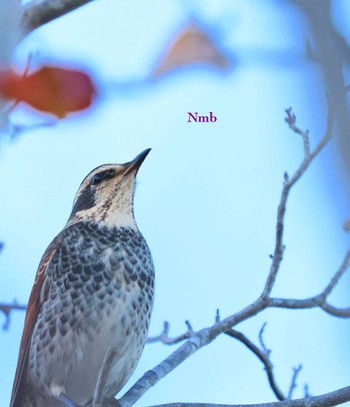 Dusky Thrush Unknown Spots Unknown Date