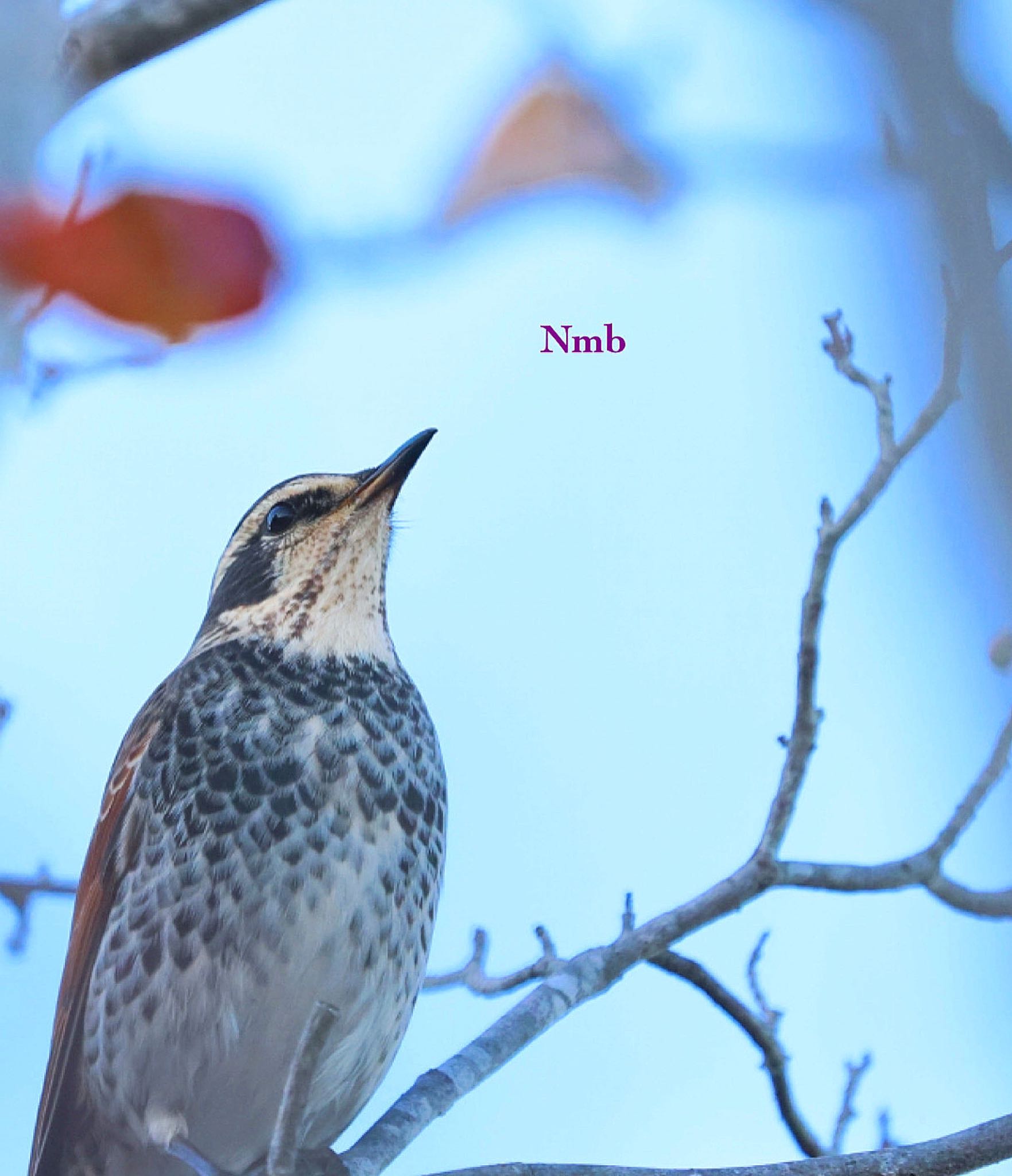 Photo of Dusky Thrush at  by soul.number.358