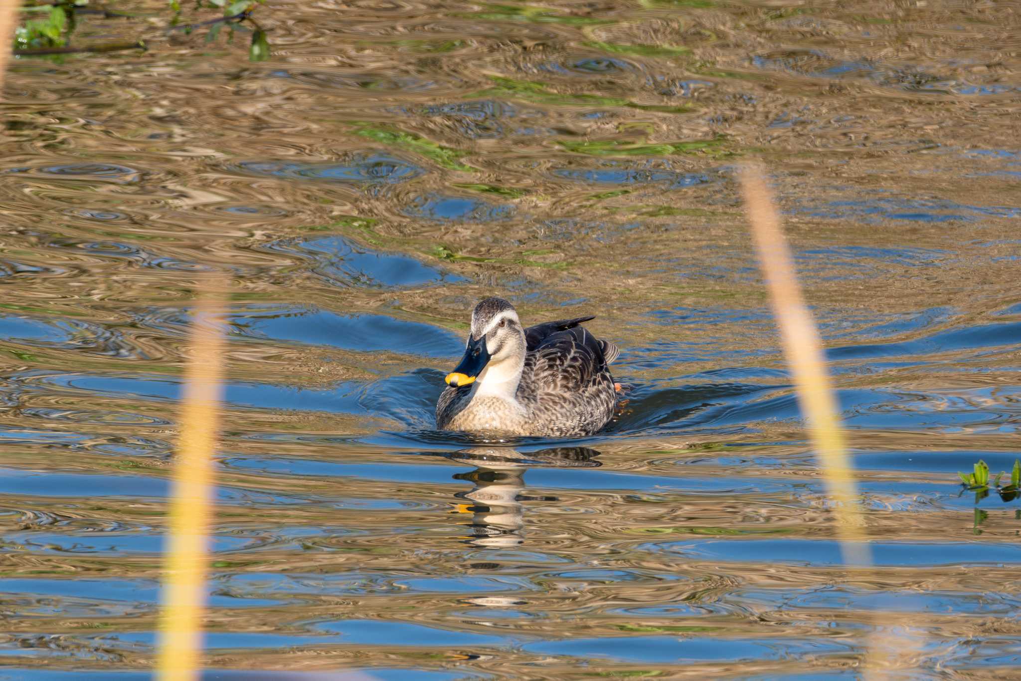 Eastern Spot-billed Duck