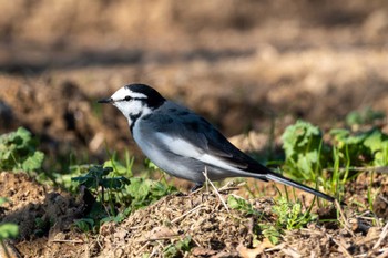 White Wagtail 和田公園(稲敷市) Wed, 11/22/2023