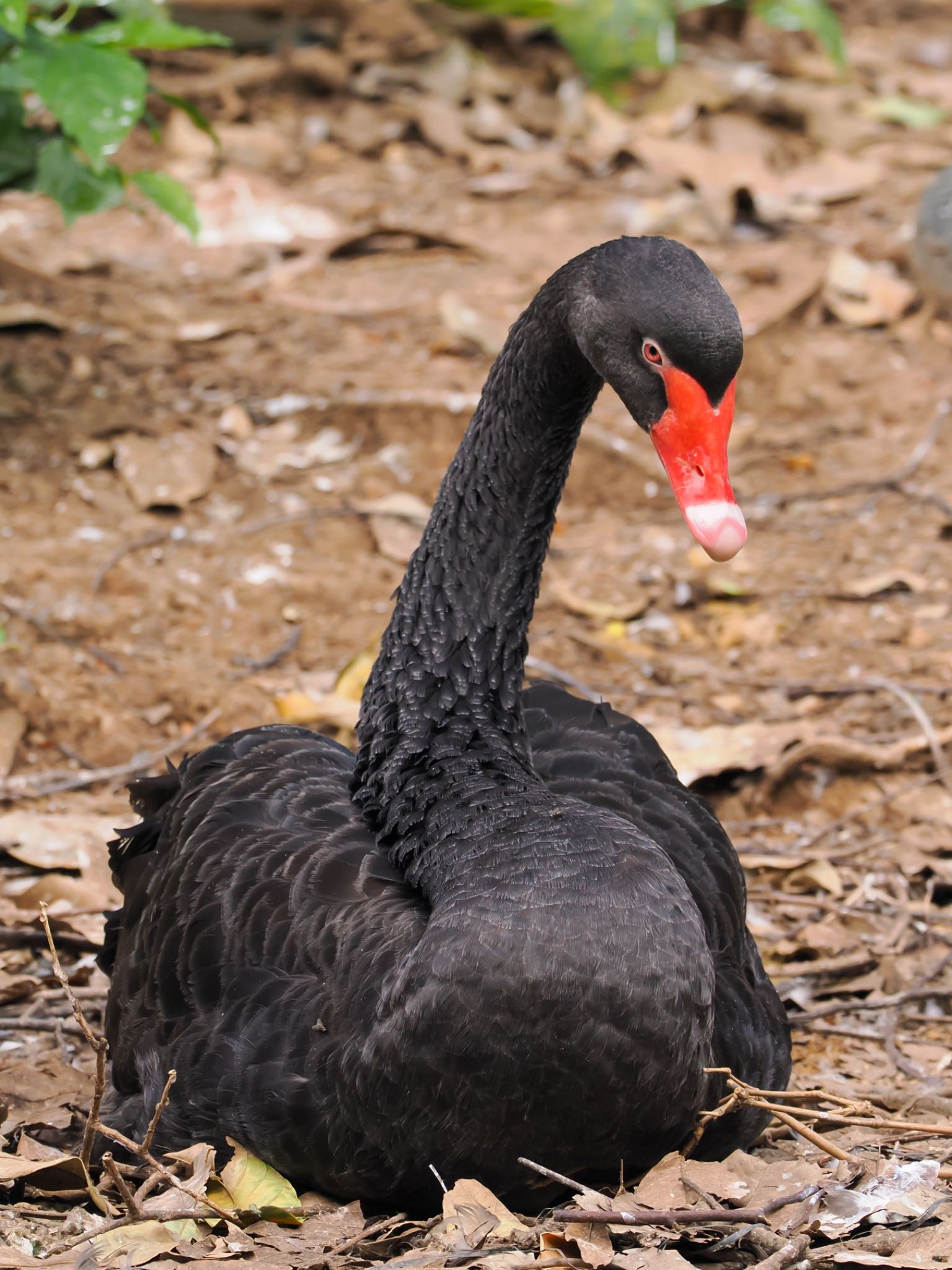 Photo of Black Swan at Saigon Zoo and Botanical Gardens by daffy@お散歩探鳥＆遠征探鳥♪