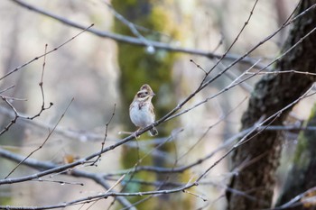 Rustic Bunting 奥日光 Fri, 11/17/2023