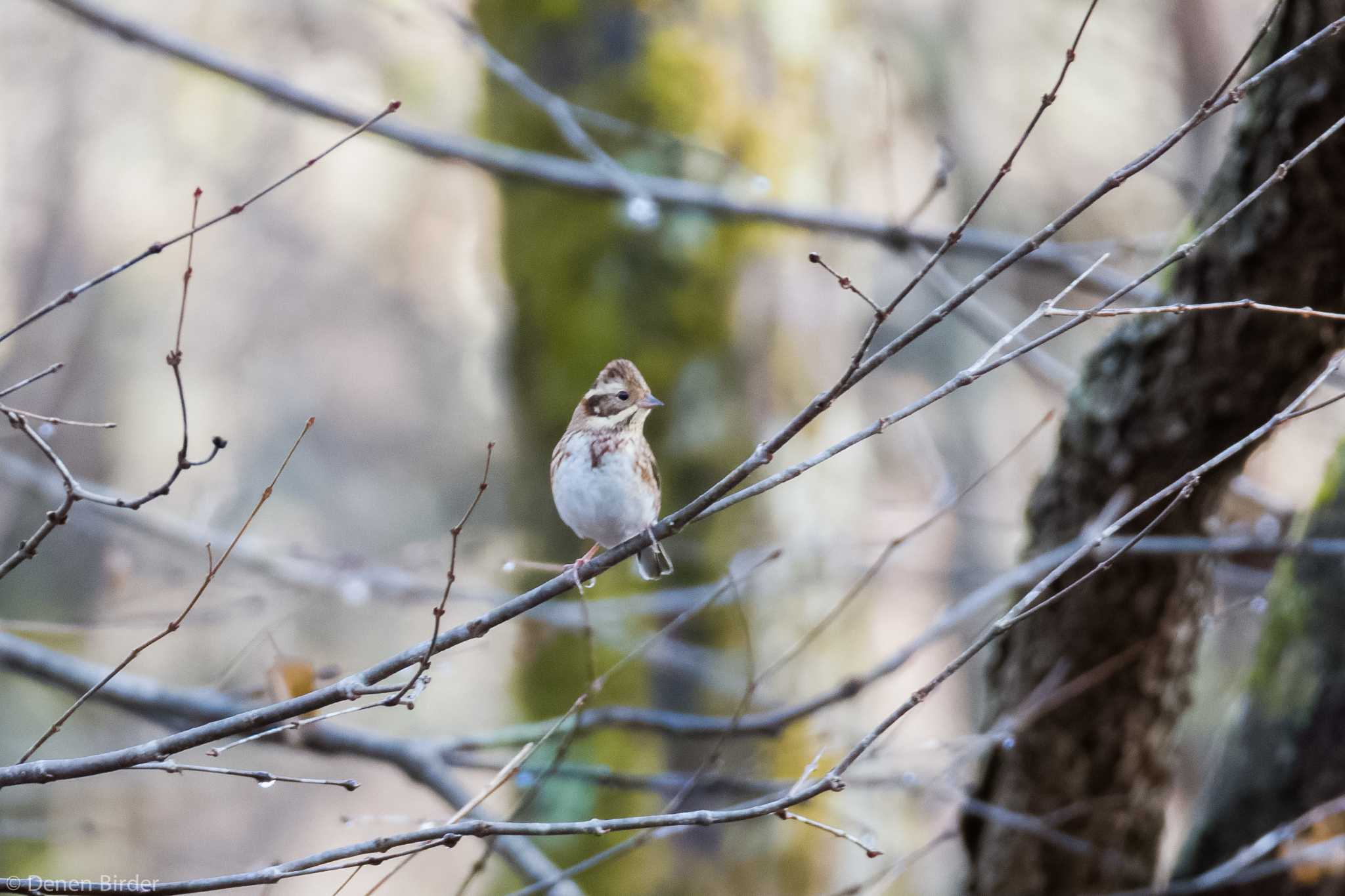 Rustic Bunting