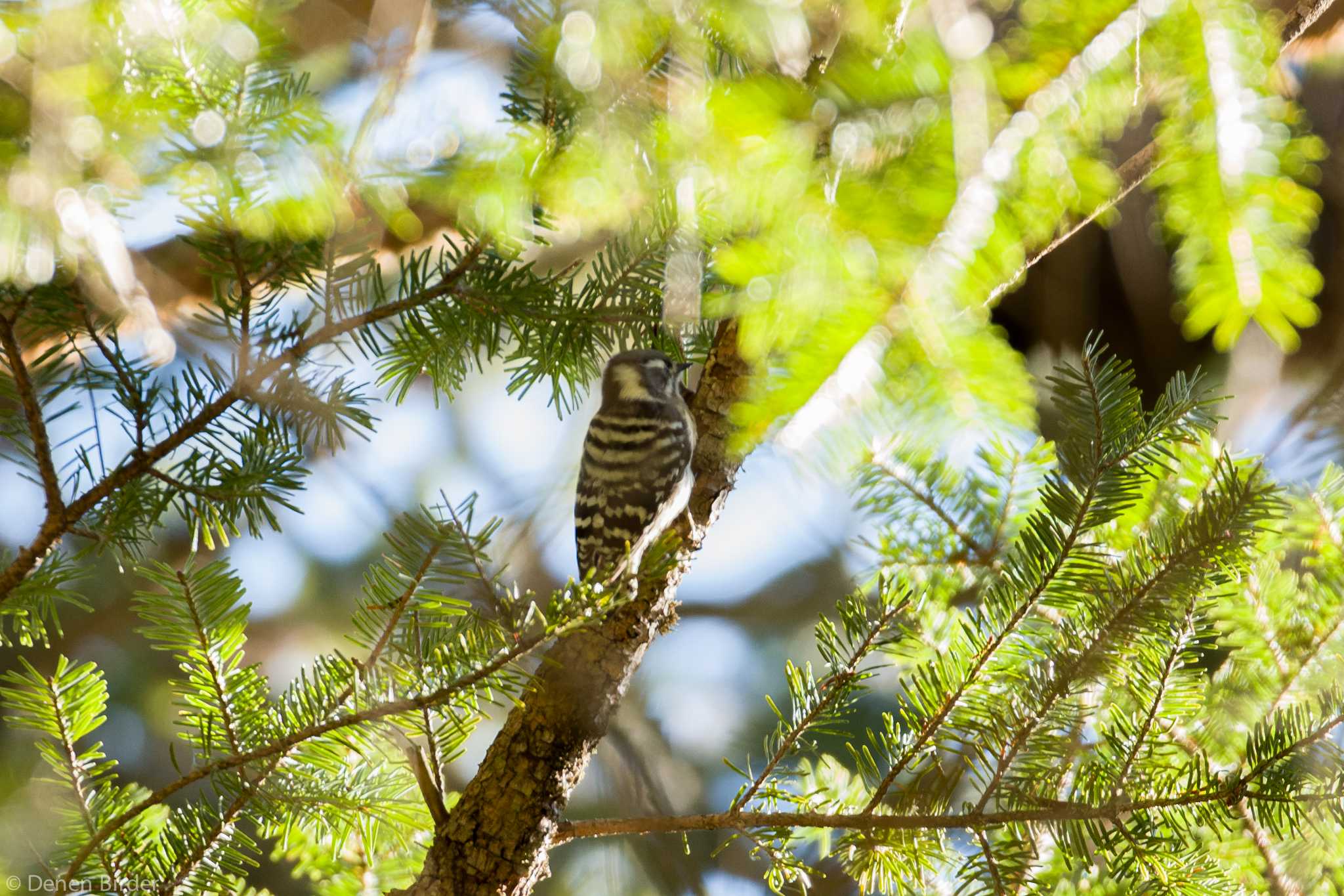 Japanese Pygmy Woodpecker