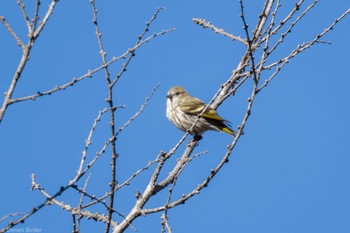 Eurasian Siskin 奥日光 Sat, 11/18/2023