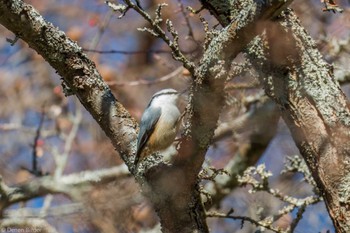 2023年11月18日(土) 奥日光の野鳥観察記録