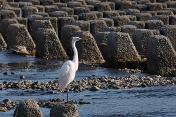 Great Egret 酒匂川河口 Tue, 11/21/2023