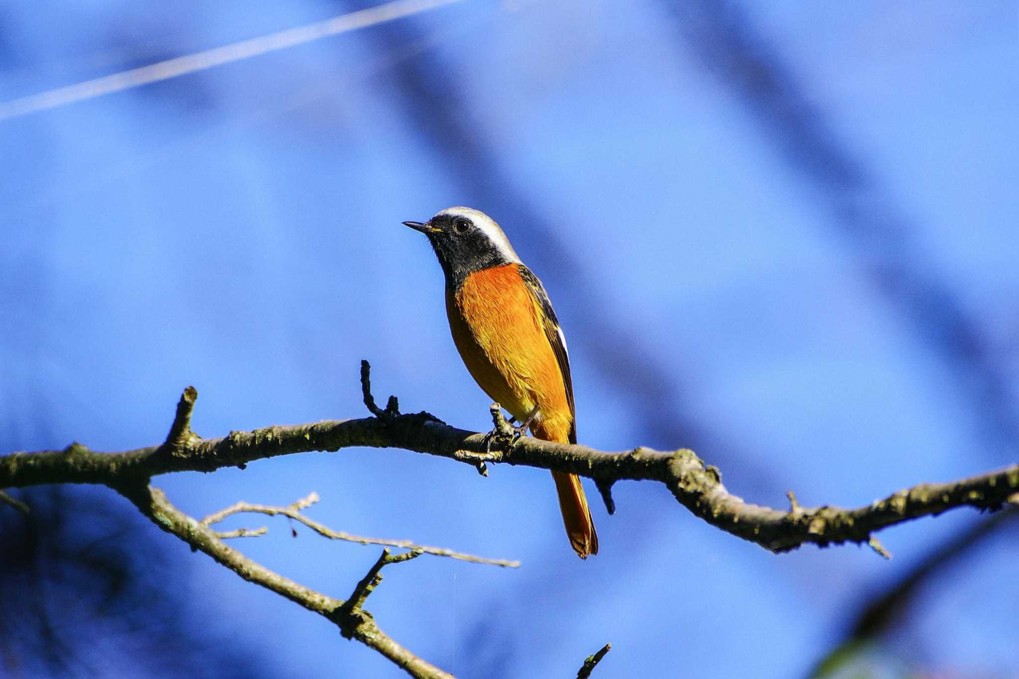 Photo of Daurian Redstart at 厚木七沢森林公園 by BW11558