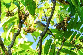 ルリビタキ 厚木七沢森林公園 2023年11月18日(土)