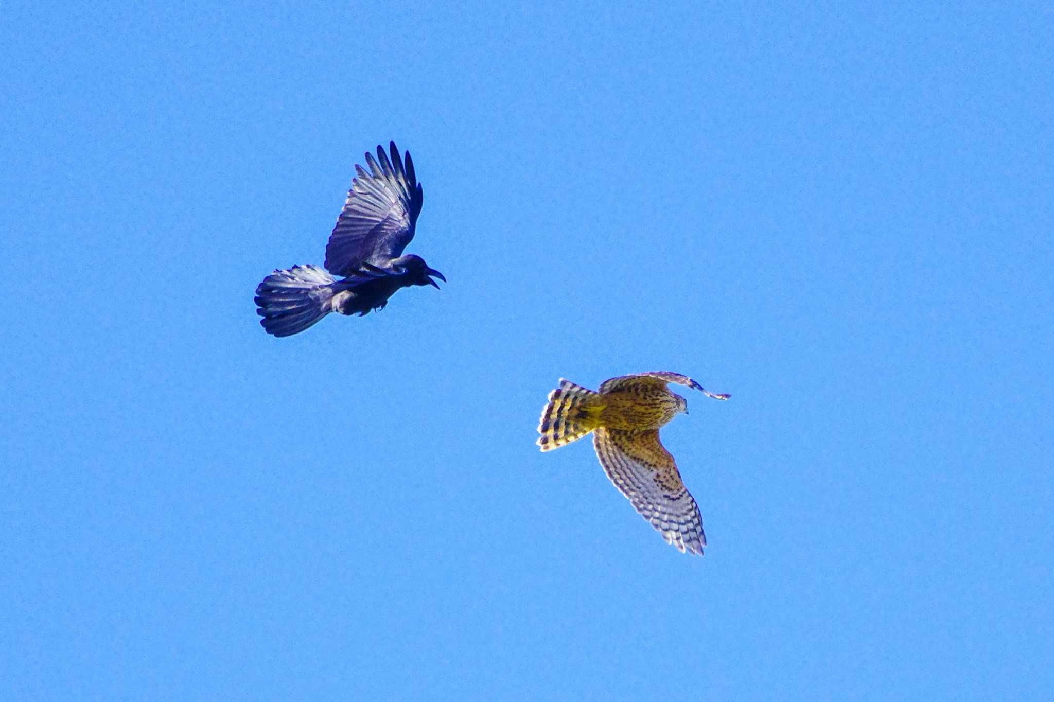 Common Kestrel