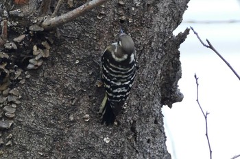 Japanese Pygmy Woodpecker 東京都 Mon, 11/20/2023