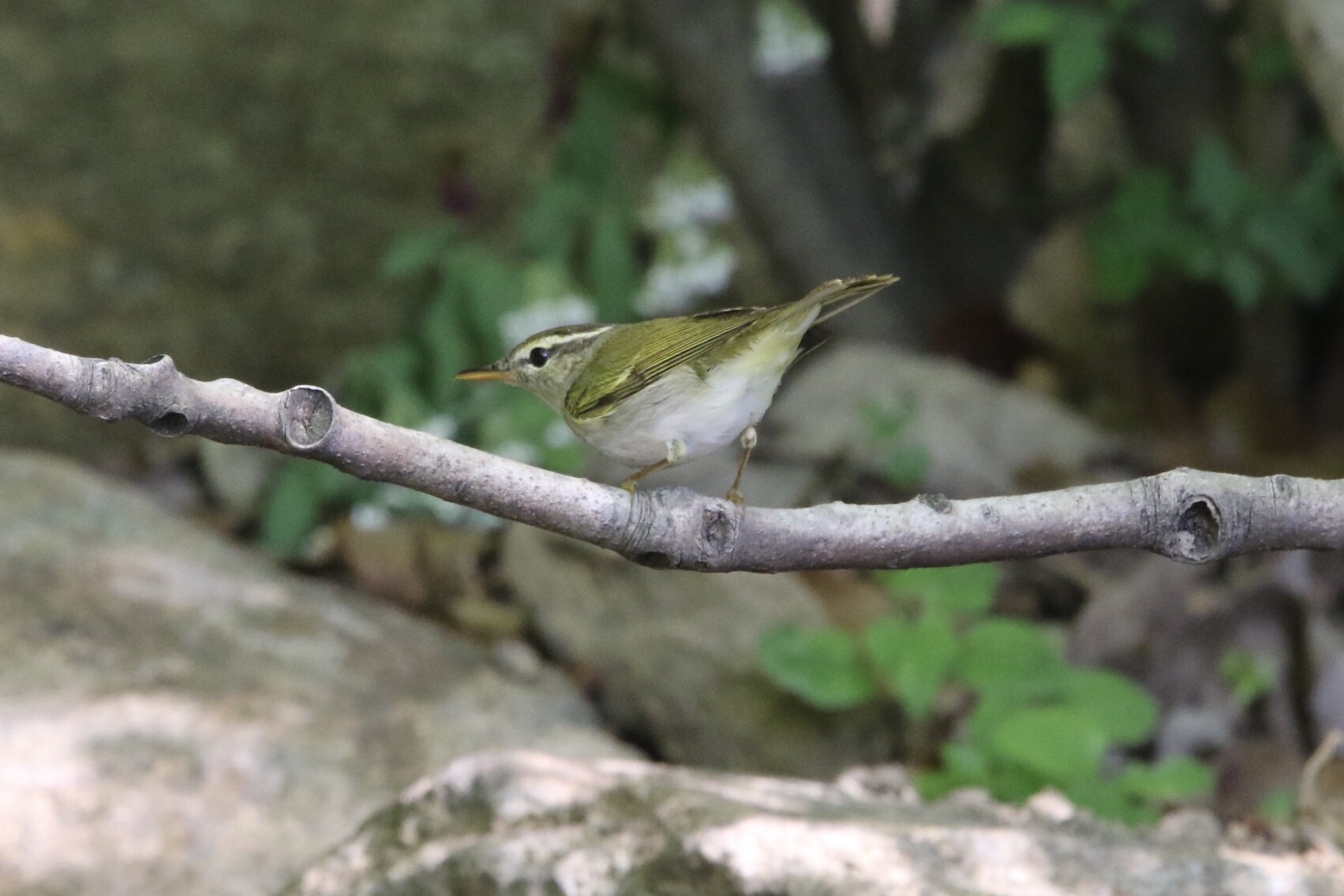 Photo of Eastern Crowned Warbler at  by 1t（改）