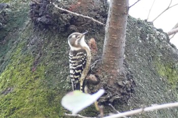 Japanese Pygmy Woodpecker 東京都 Mon, 11/20/2023