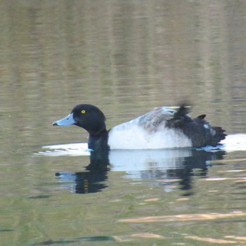 Tufted Duck 横十間川親水公園(東京都江東区) Tue, 11/21/2023