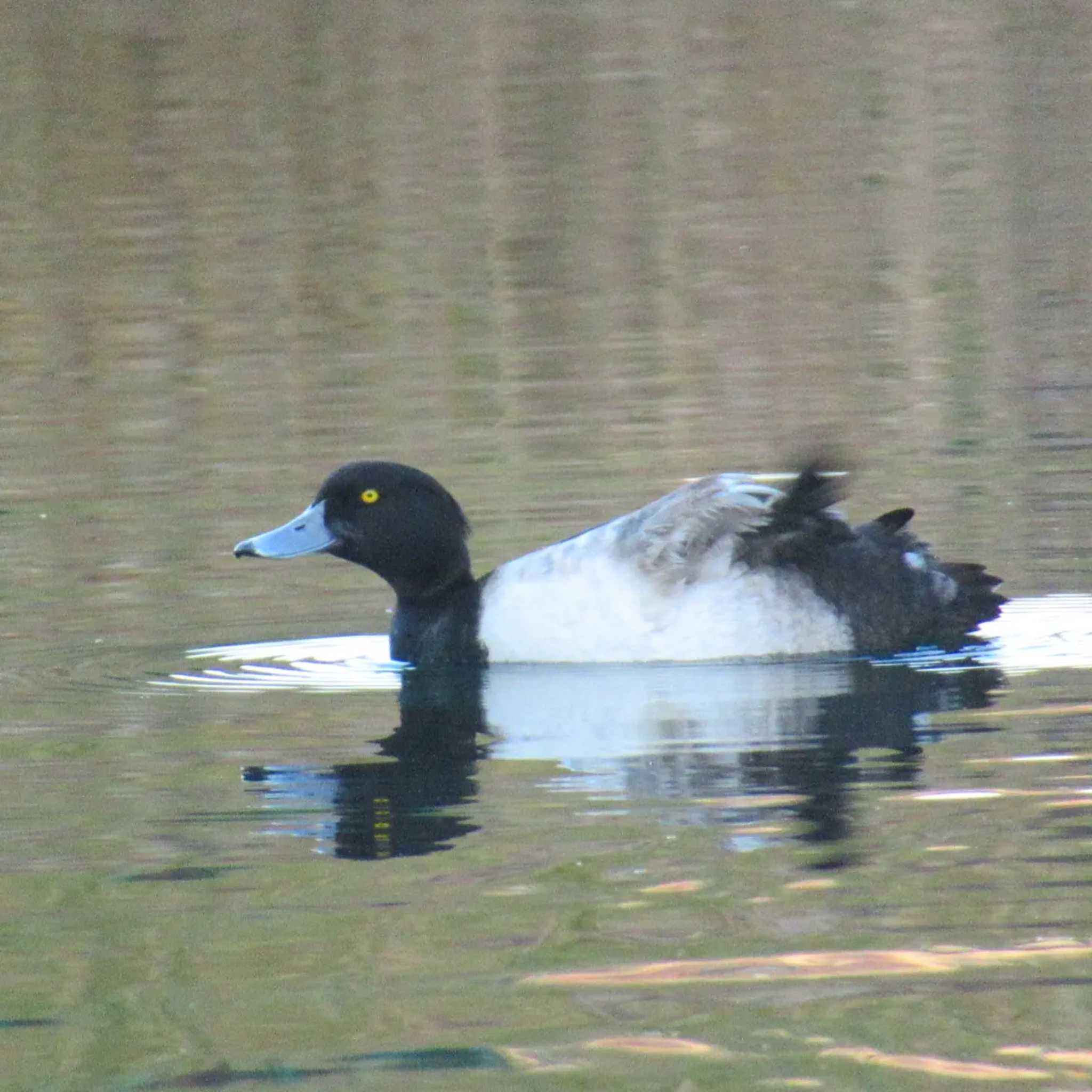 Tufted Duck