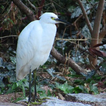 Tue, 11/21/2023 Birding report at 横十間川親水公園(東京都江東区)