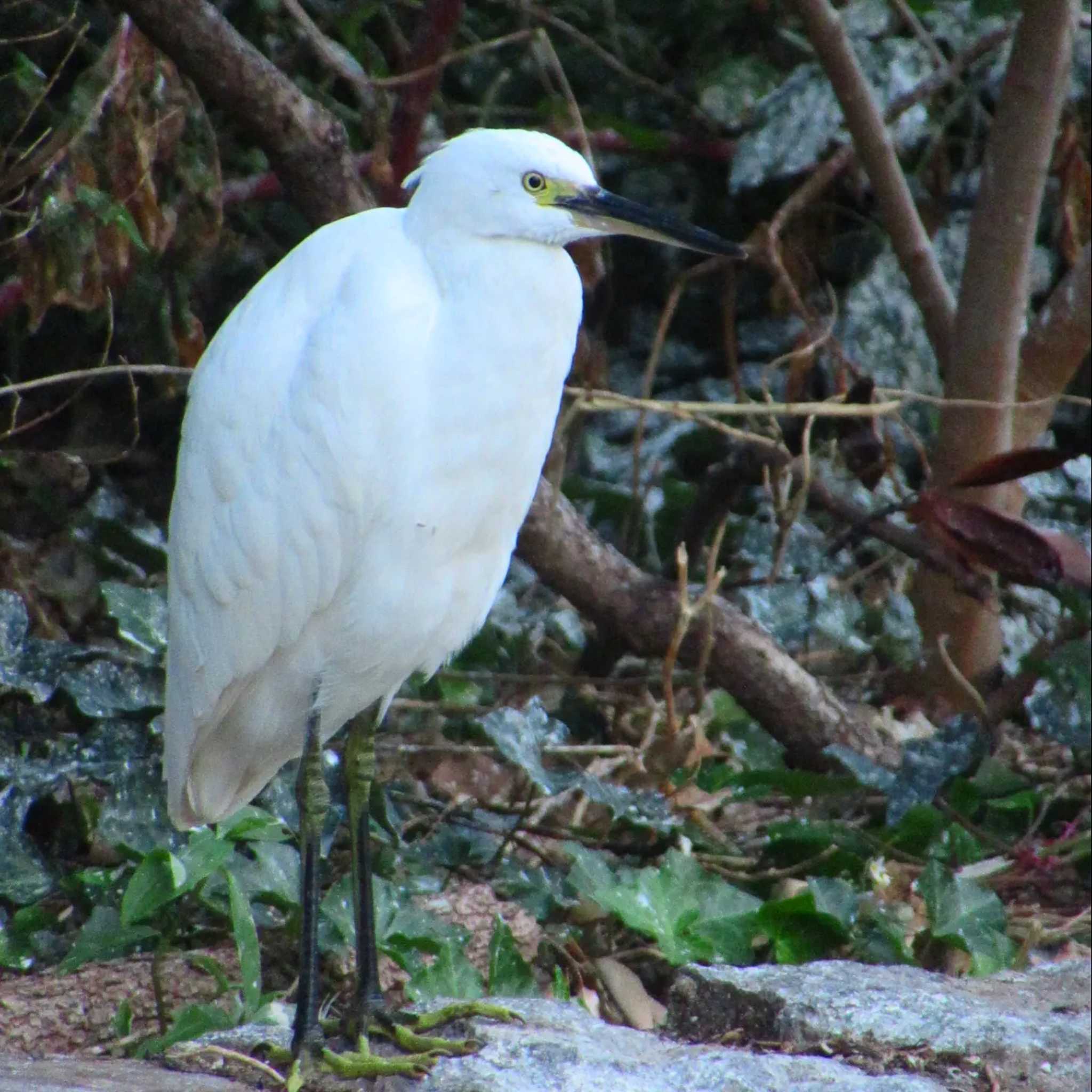 Little Egret