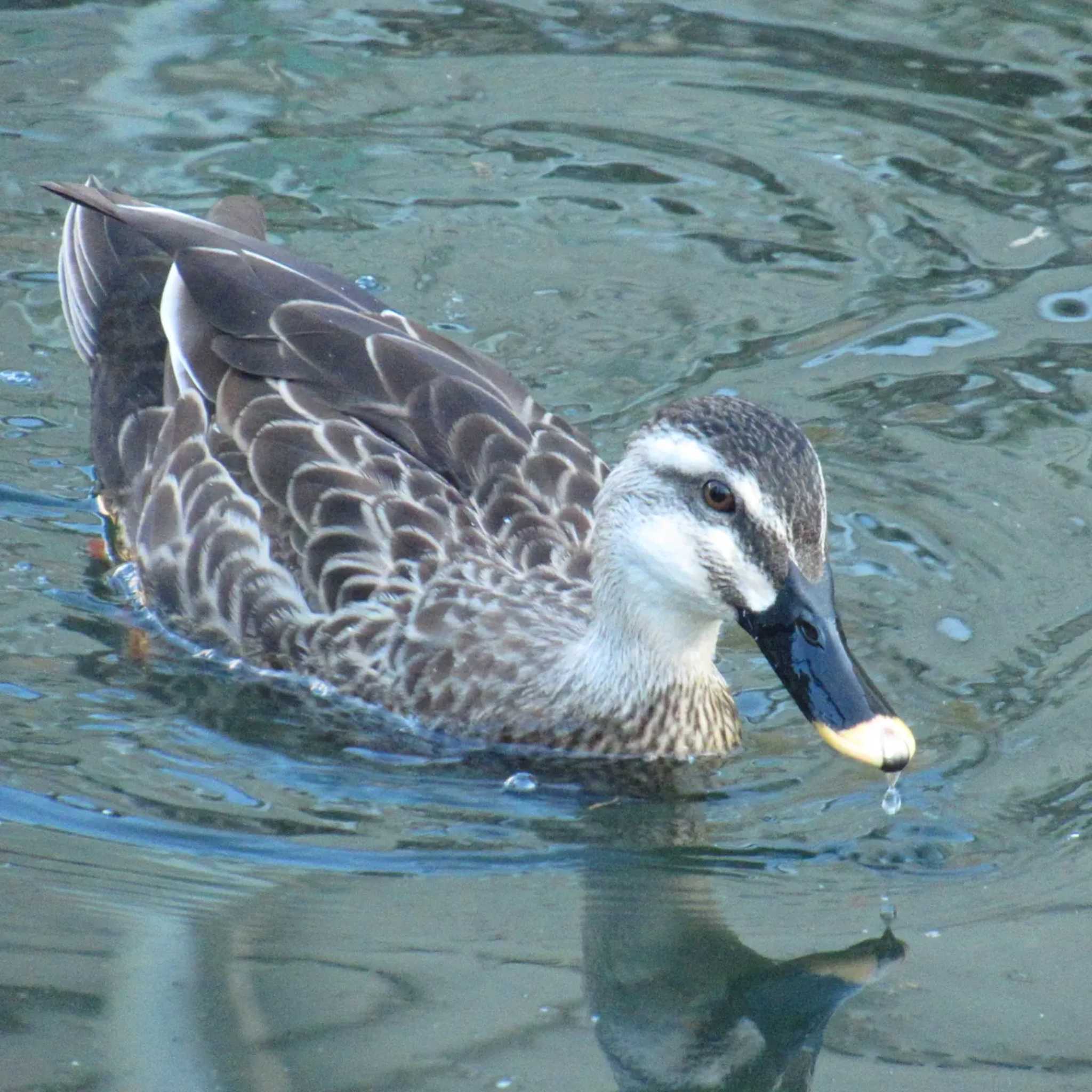 Photo of Eastern Spot-billed Duck at 横十間川親水公園(東京都江東区) by kohukurou