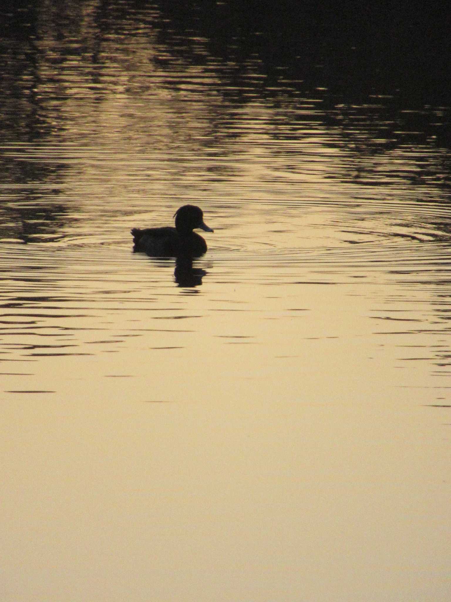Photo of Tufted Duck at 横十間川親水公園(東京都江東区) by kohukurou