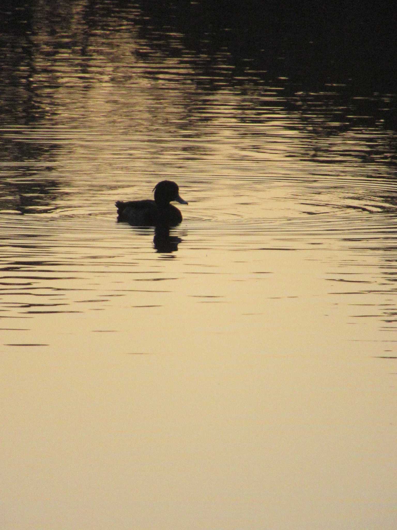 Tufted Duck